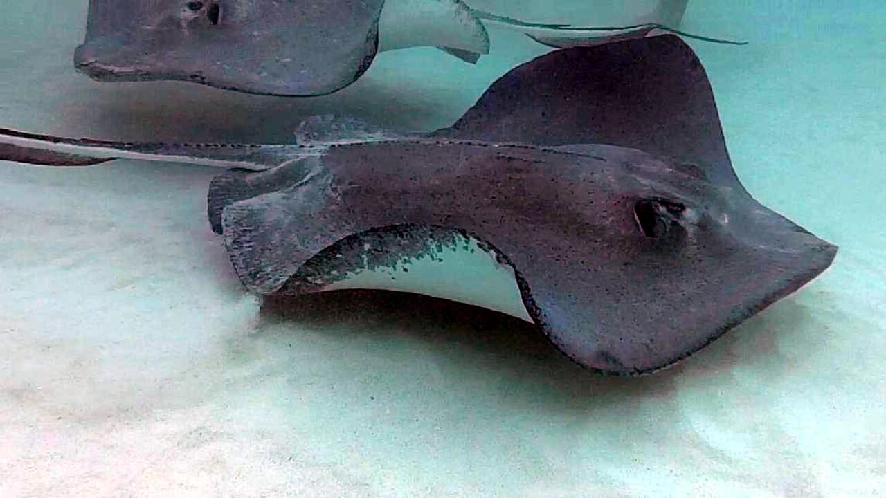 Stingray City — photo 1