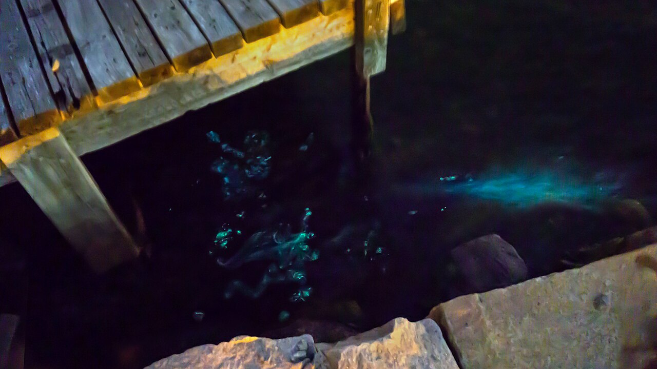 Bioluminescent Bay — photo 1